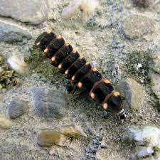Attēlu rezultāti vaicājumam “Lampyris noctiluca larva”