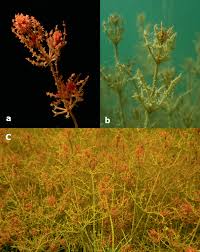 Attēlu rezultāti vaicājumam “Chara tomentosa”