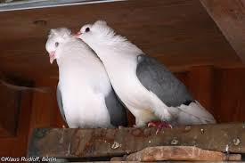 Attēlu rezultāti vaicājumam “Columba livia f. domestica”