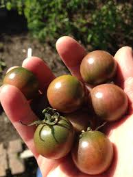 Afbeeldingsresultaat voor black cherry tomato