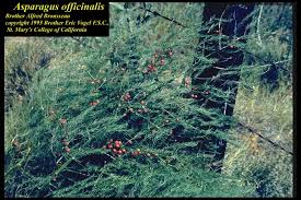 Attēlu rezultāti vaicājumam “Asparagus officinalis”