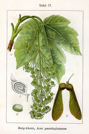 Attēlu rezultāti vaicājumam “Acer pseudoplatanus”