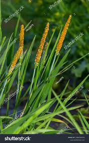 Attēlu rezultāti vaicājumam “Alopecurus aequalis flower”