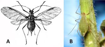 Attēlu rezultāti vaicājumam “Drepanosiphum platanoidis exuvia”