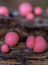 Attēlu rezultāti vaicājumam “Lycogala flavofuscum sessile”