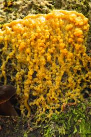 Attēlu rezultāti vaicājumam “Physarum confertum”