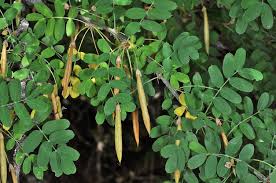 Attēlu rezultāti vaicājumam “Caragana arborescens leaf”
