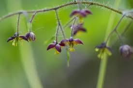 Attēlu rezultāti vaicājumam “Epimedium alpinum”