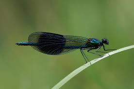 Attēlu rezultāti vaicājumam “Calopteryx splendens”