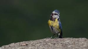 Attēlu rezultāti vaicājumam “Cyanistes caeruleus juvenile”