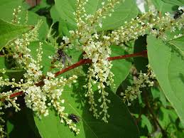 Attēlu rezultāti vaicājumam “Reynoutria japonica”