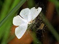 Attēlu rezultāti vaicājumam “Bupalus piniaria female”