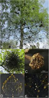 Attēlu rezultāti vaicājumam “Taphrina betulina”