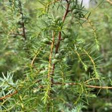 Attēlu rezultāti vaicājumam “Juniperus communis leaf”
