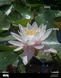 Attēlu rezultāti vaicājumam “Nymphaea alba flower”