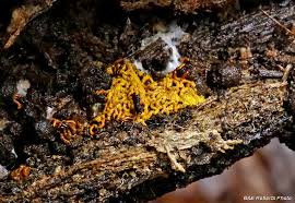 Attēlu rezultāti vaicājumam “Hemitrichia decipiens spores”