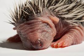 Attēlu rezultāti vaicājumam “Erinaceus sp.”