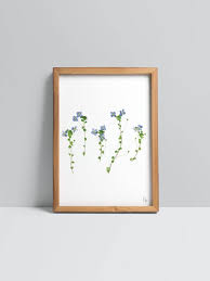 Attēlu rezultāti vaicājumam “Veronica filiformis”