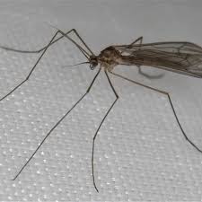 Attēlu rezultāti vaicājumam “Trichocera”