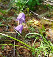 Image result for Campanula affinis