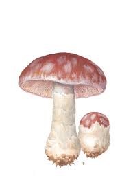 Attēlu rezultāti vaicājumam “Cortinarius praestans”