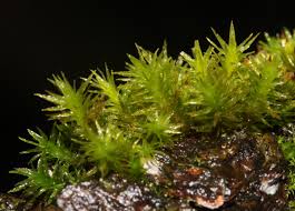 Attēlu rezultāti vaicājumam “Orthotrichum lyellii”