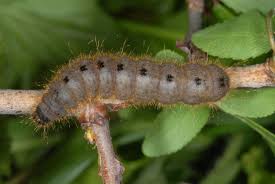 Attēlu rezultāti vaicājumam “Conistra rubiginea”