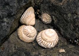 Attēlu rezultāti vaicājumam “Lycogala convexum sessile”