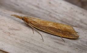 Attēlu rezultāti vaicājumam “Donacaula mucronella”