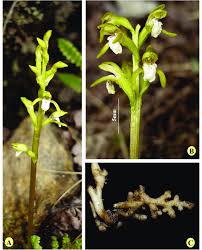 Attēlu rezultāti vaicājumam “Corallorhiza trifida”