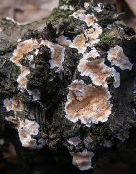 Attēlu rezultāti vaicājumam “Steccherinum ochraceum”