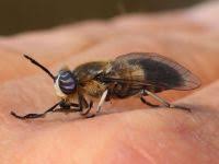 Attēlu rezultāti vaicājumam “Heptatoma pellucens”