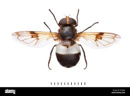 Attēlu rezultāti vaicājumam “Volucella pellucens”