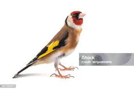 Attēlu rezultāti vaicājumam “Carduelis carduelis”