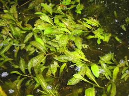 Attēlu rezultāti vaicājumam “Potamogeton lucens leaf”