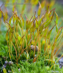 Attēlu rezultāti vaicājumam “Polytrichastrum pallidisetum macro”
