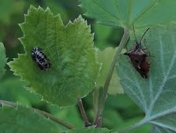 Attēlu rezultāti vaicājumam “Elasmucha ferrugata”
