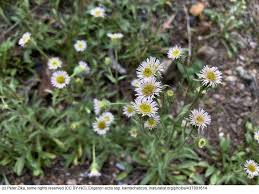 Attēlu rezultāti vaicājumam “Erigeron acris flower”