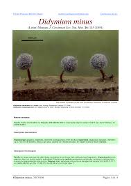 Attēlu rezultāti vaicājumam “Didymium minus”