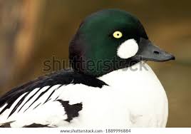 Attēlu rezultāti vaicājumam “Bucephala clangula male”