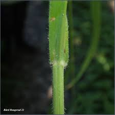 Attēlu rezultāti vaicājumam “Bromopsis benekenii”