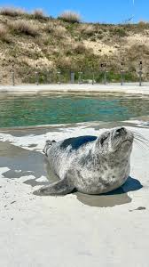 Image result for Halichoerus grypus