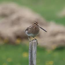 Image result for Gallinago gallinago