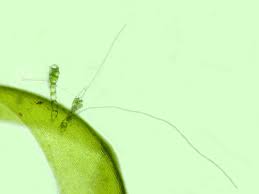 Attēlu rezultāti vaicājumam “Bulbochaete mirabilis”