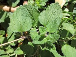 Attēlu rezultāti vaicājumam “Veronica chamaedrys leaf”