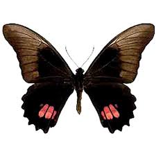 Attēlu rezultāti vaicājumam “Papilionidae”