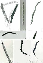 Attēlu rezultāti vaicājumam “Hypoxylon fuscum”