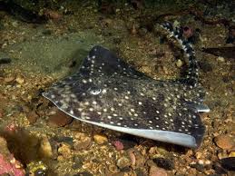 Image result for Raja straeleni