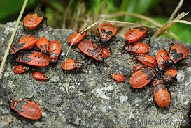 Attēlu rezultāti vaicājumam “Pyrrhocoris apterus nymph”