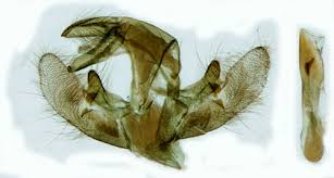 Attēlu rezultāti vaicājumam “Catoptria fulgidella”